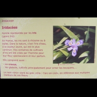 Famille Iridacees ou Iridaceae (txt)